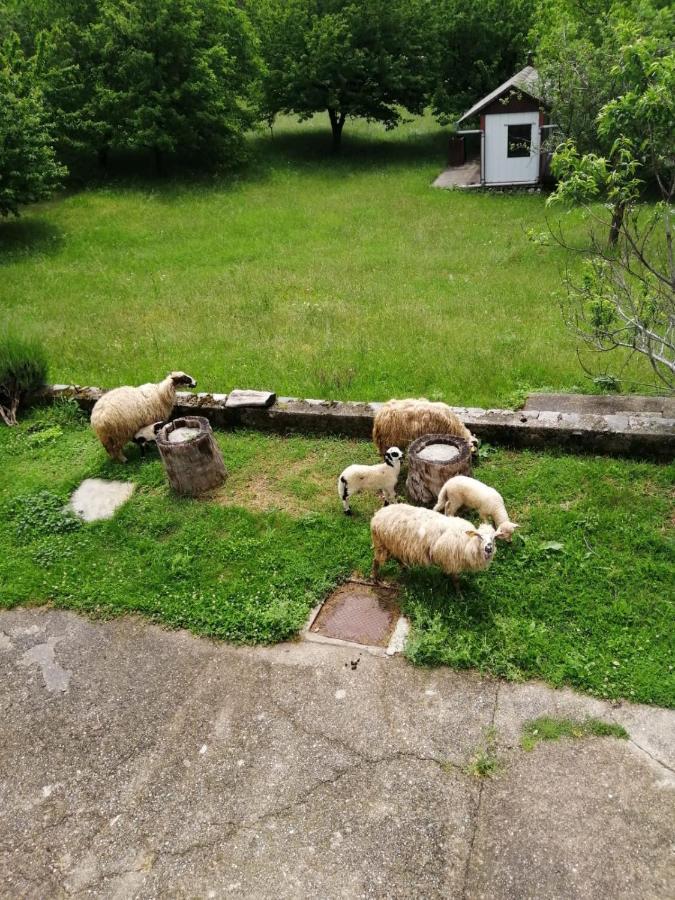 Apartman Duba Senj  Exterior foto